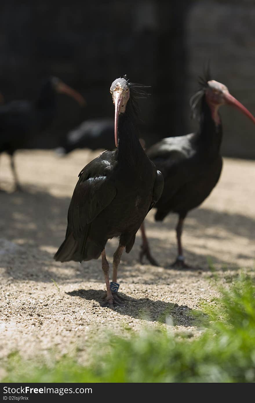 Northern bald ibis in Schönbrunn the zoo of Vienna. Northern bald ibis in Schönbrunn the zoo of Vienna.