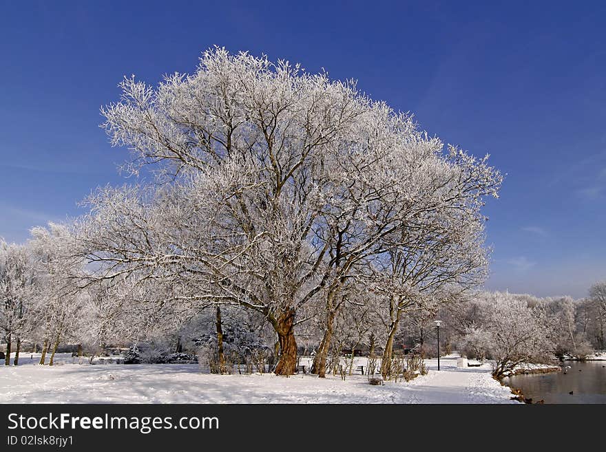 Trees with pond landscape in winter, Germany