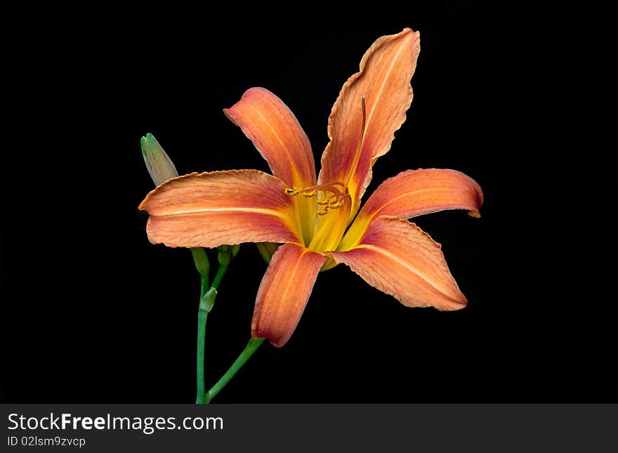 Beautiful Orange Lily Isolated on a Black Background.