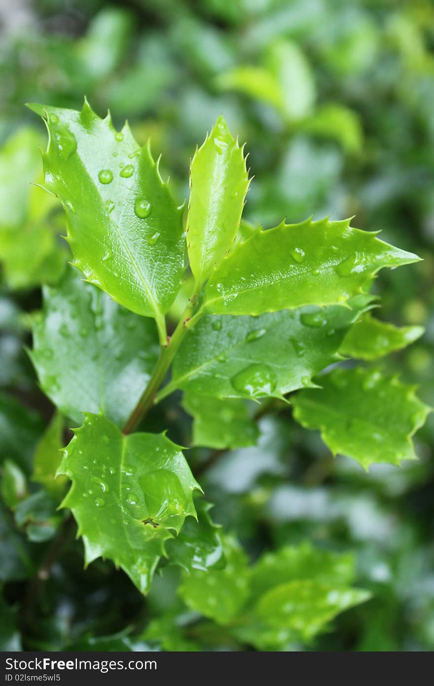 A plant with jagged green leaves covered in water droplets. A plant with jagged green leaves covered in water droplets.