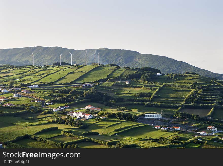 Hedge landscape of Faial, Azores