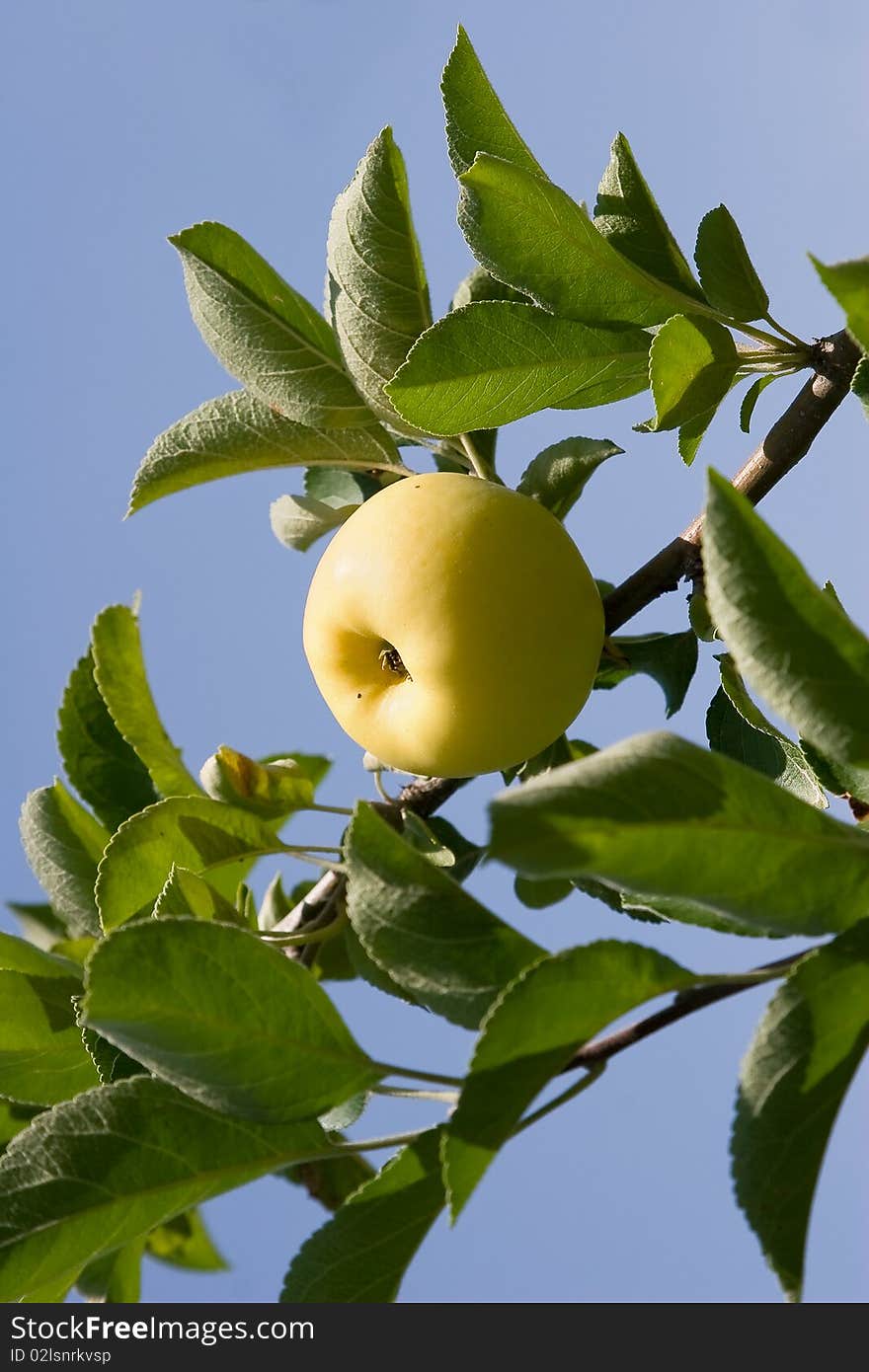 Ripe wanted apple on branch. Ripe wanted apple on branch