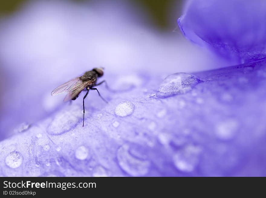 Closeup on a small fly sitting on a purple flower in the morning. Closeup on a small fly sitting on a purple flower in the morning