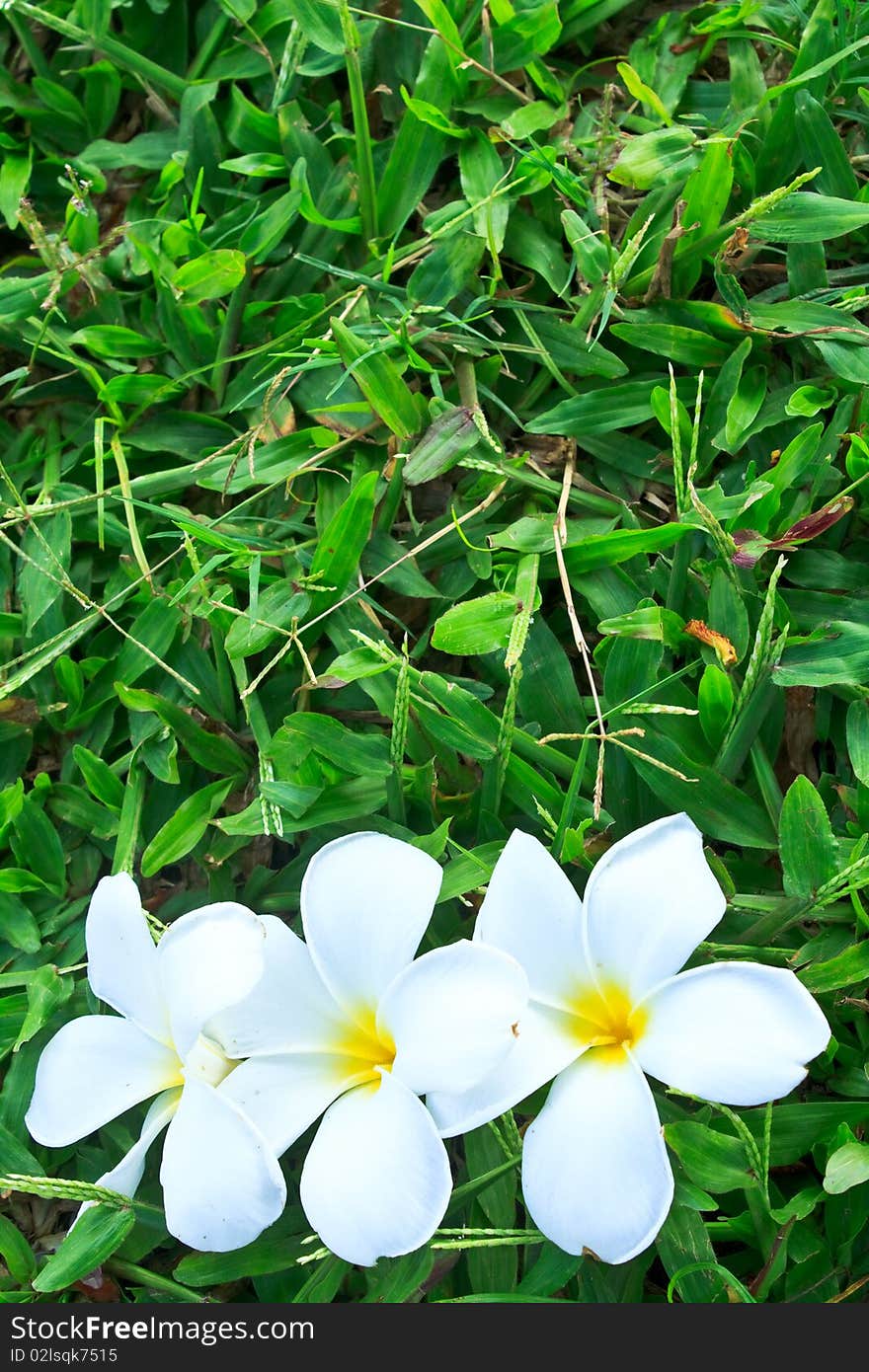 Flower And Green Background