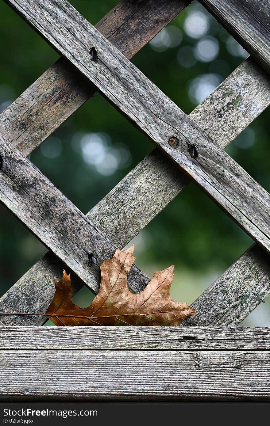 Closeup of a single leaf caught on the edge of an aged  wooden lattice fence. Closeup of a single leaf caught on the edge of an aged  wooden lattice fence