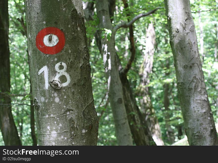 Mountaineering / Mark On Tree