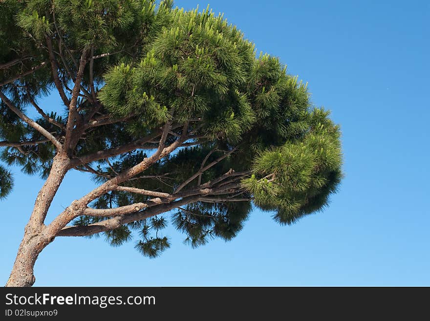 Pine tree view with blue sky background. Pine tree view with blue sky background