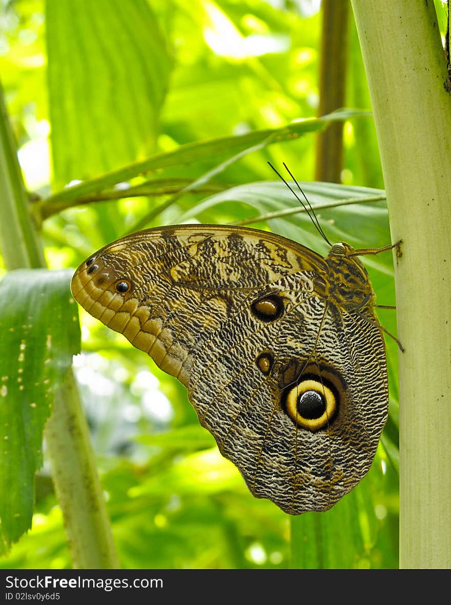 Butterfly