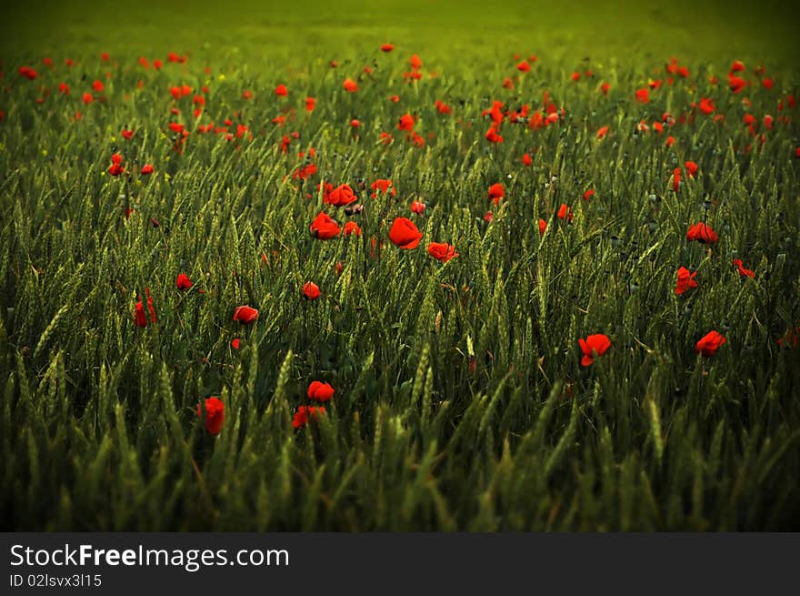 Background with poppies in a wheat field. Background with poppies in a wheat field