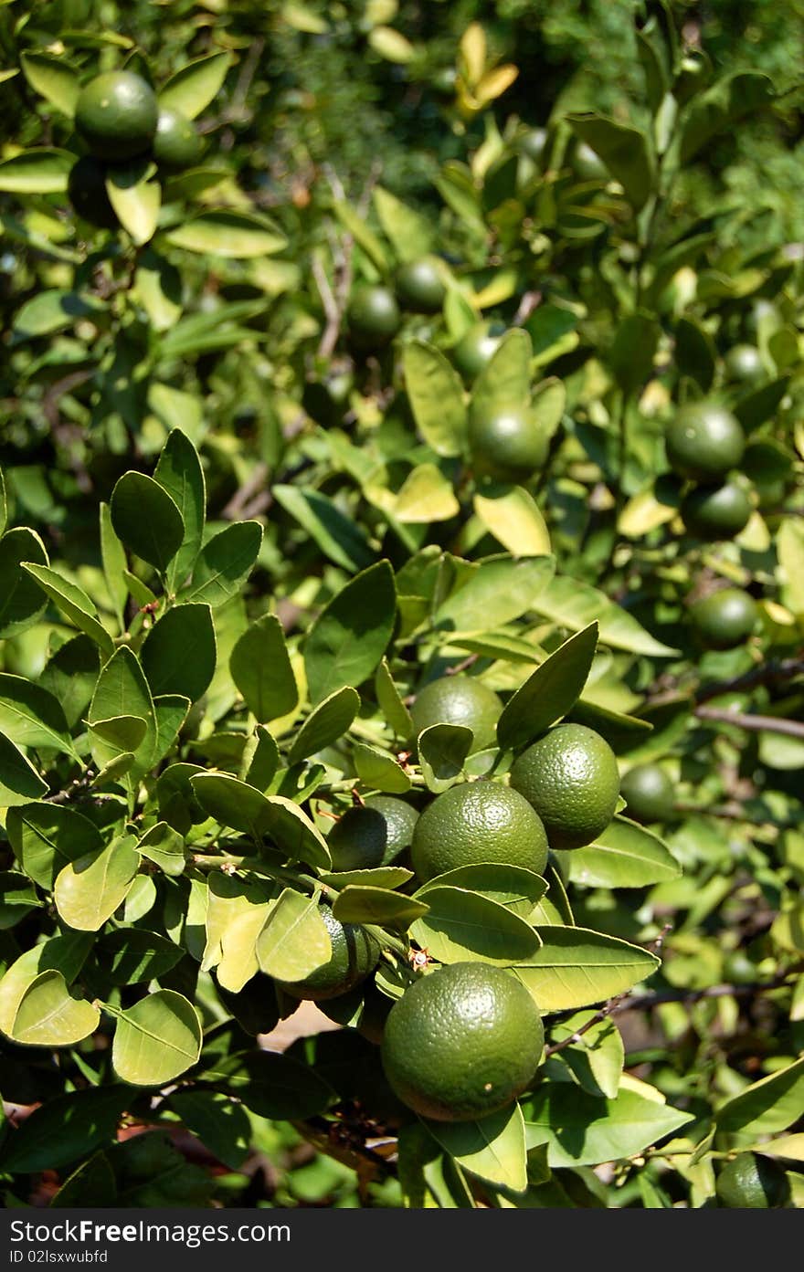 Green oranges growing on a tree