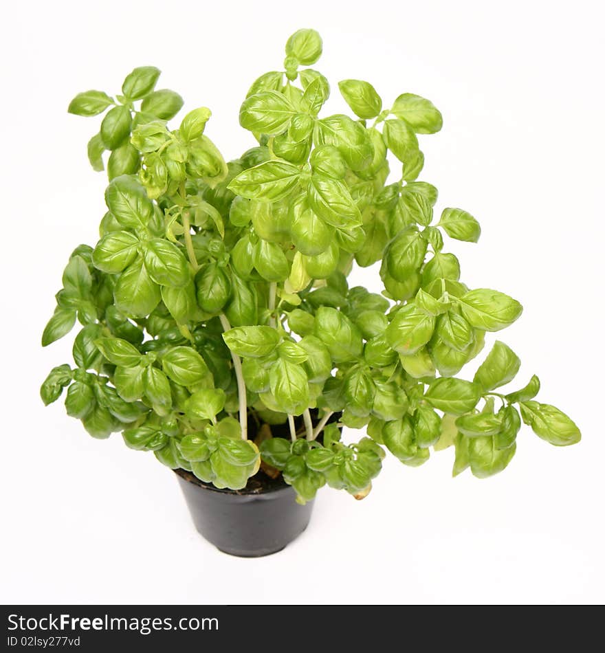 Basil