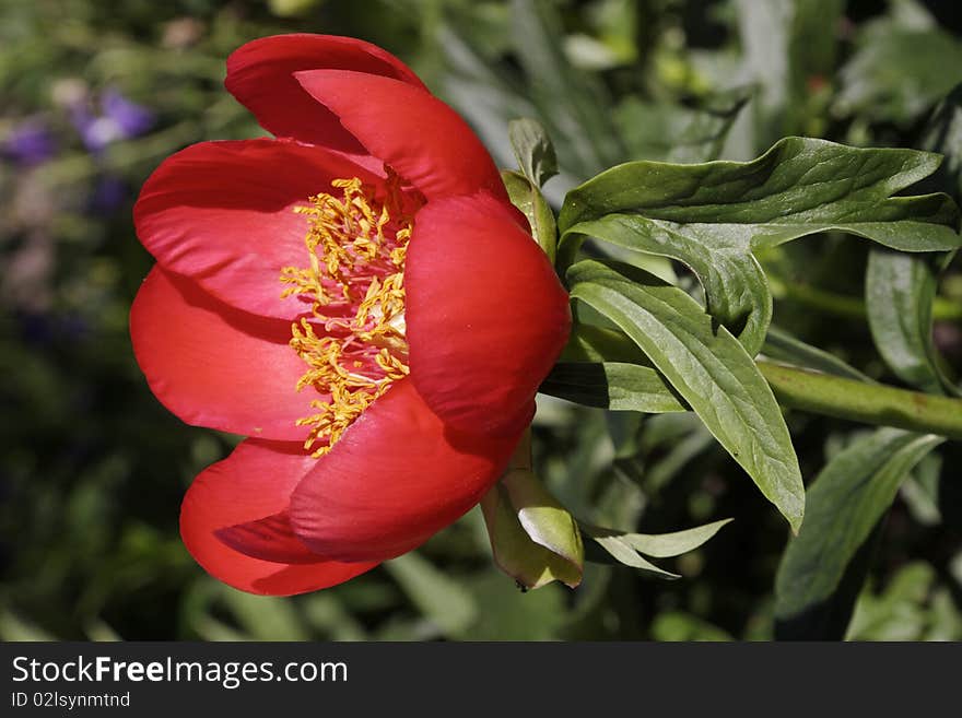 Red tulips