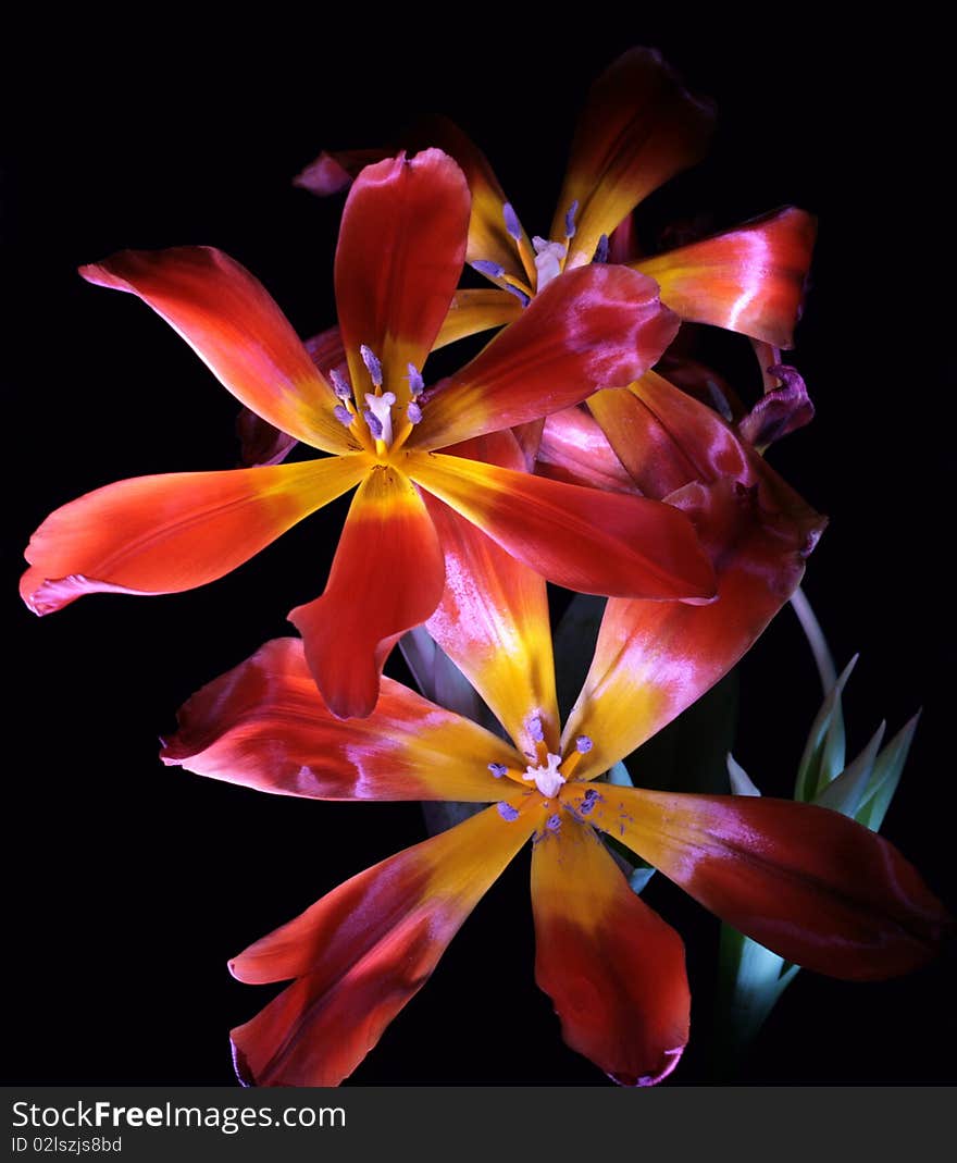 Three tulips on black background. Maked with light. Three tulips on black background. Maked with light.