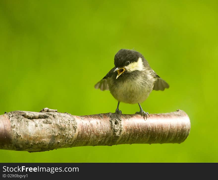 Coal tit fledgling. Periparus ater.