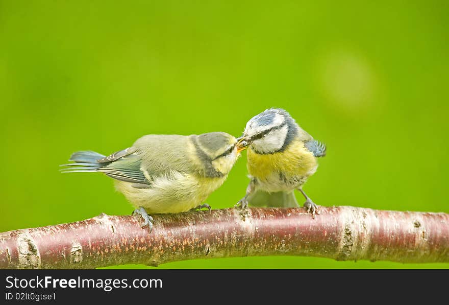 Blue tit parent feeding fledgling.