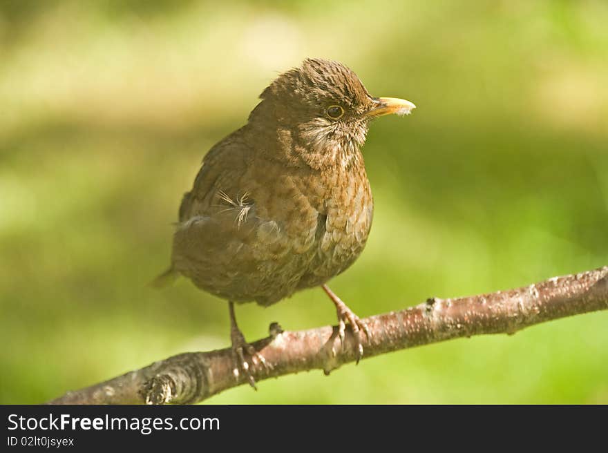 A young blackbird, Turdus Merula.