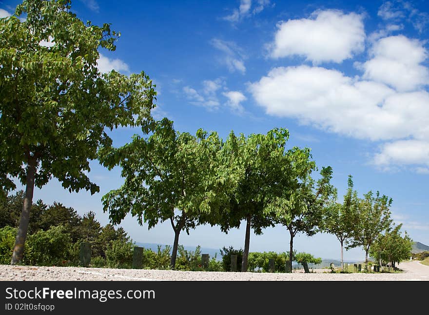 Tree in single file against the blue sky. Tree in single file against the blue sky