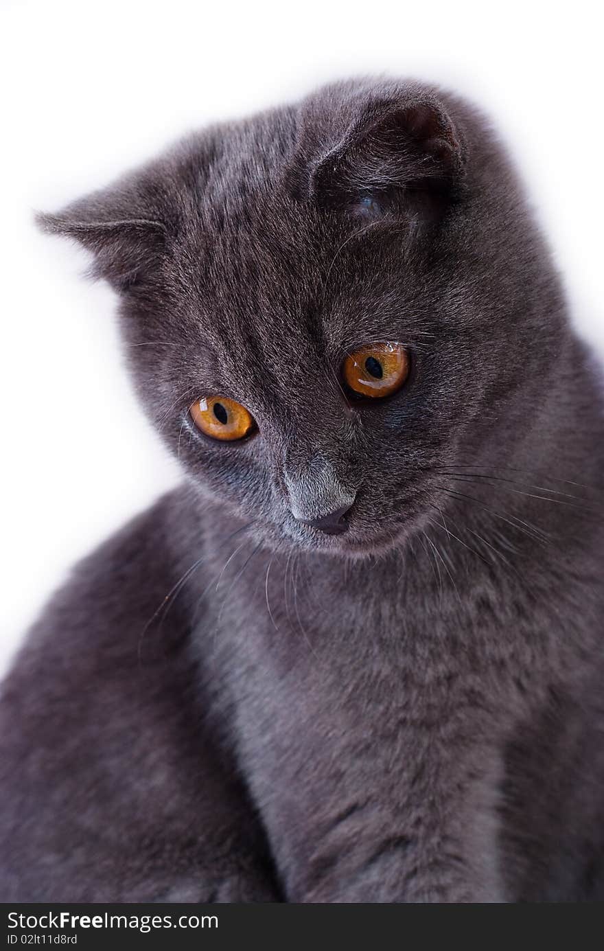 Young British blue cat with yellow eyes sittin looking down, isolated on white