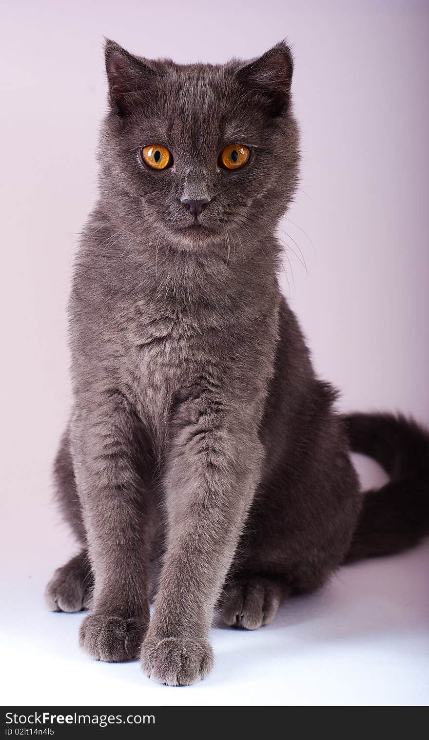 Young British blue cat with yellow eyes sitting