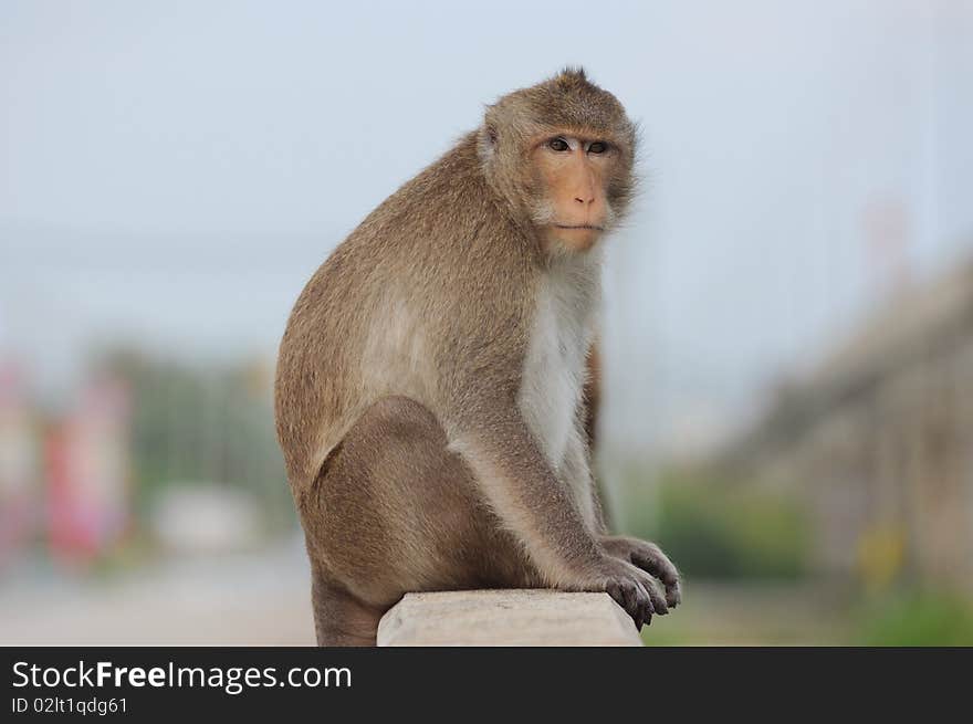 Alone Monkey