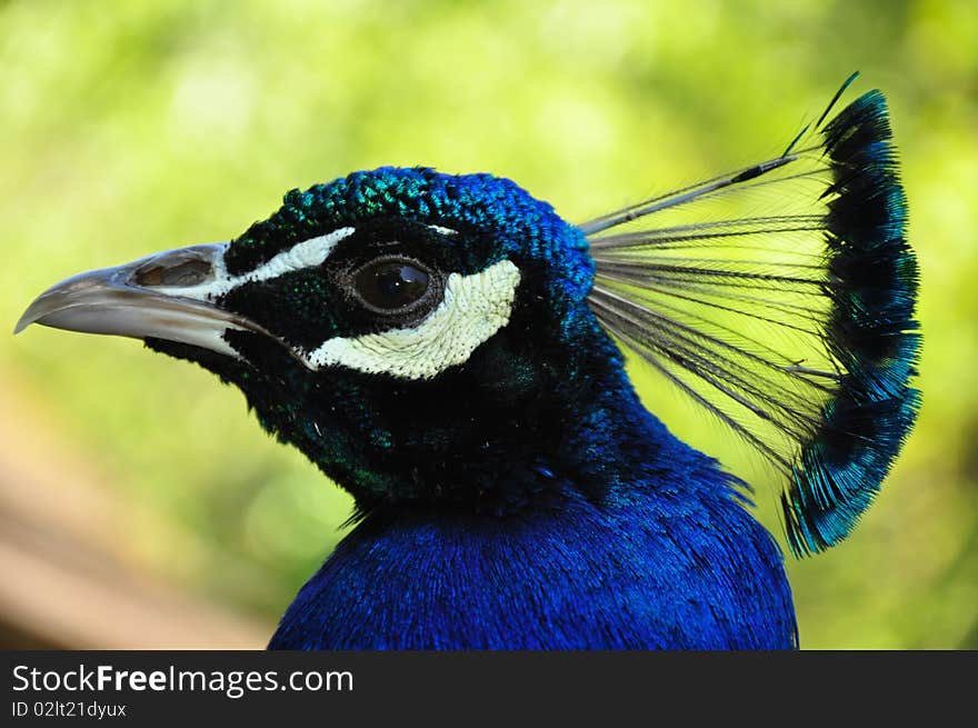 Blue peacock head