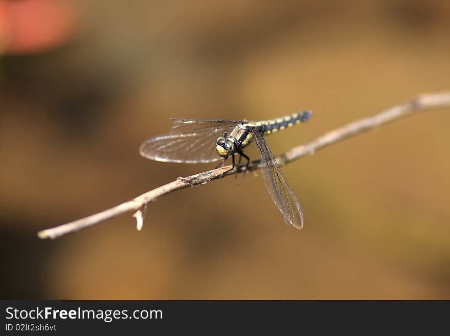 A dragonfly resting on the branch.