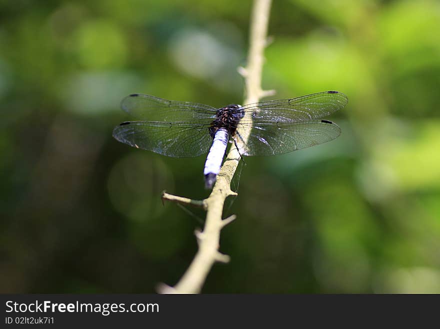 A dragonfly resting on the branch.