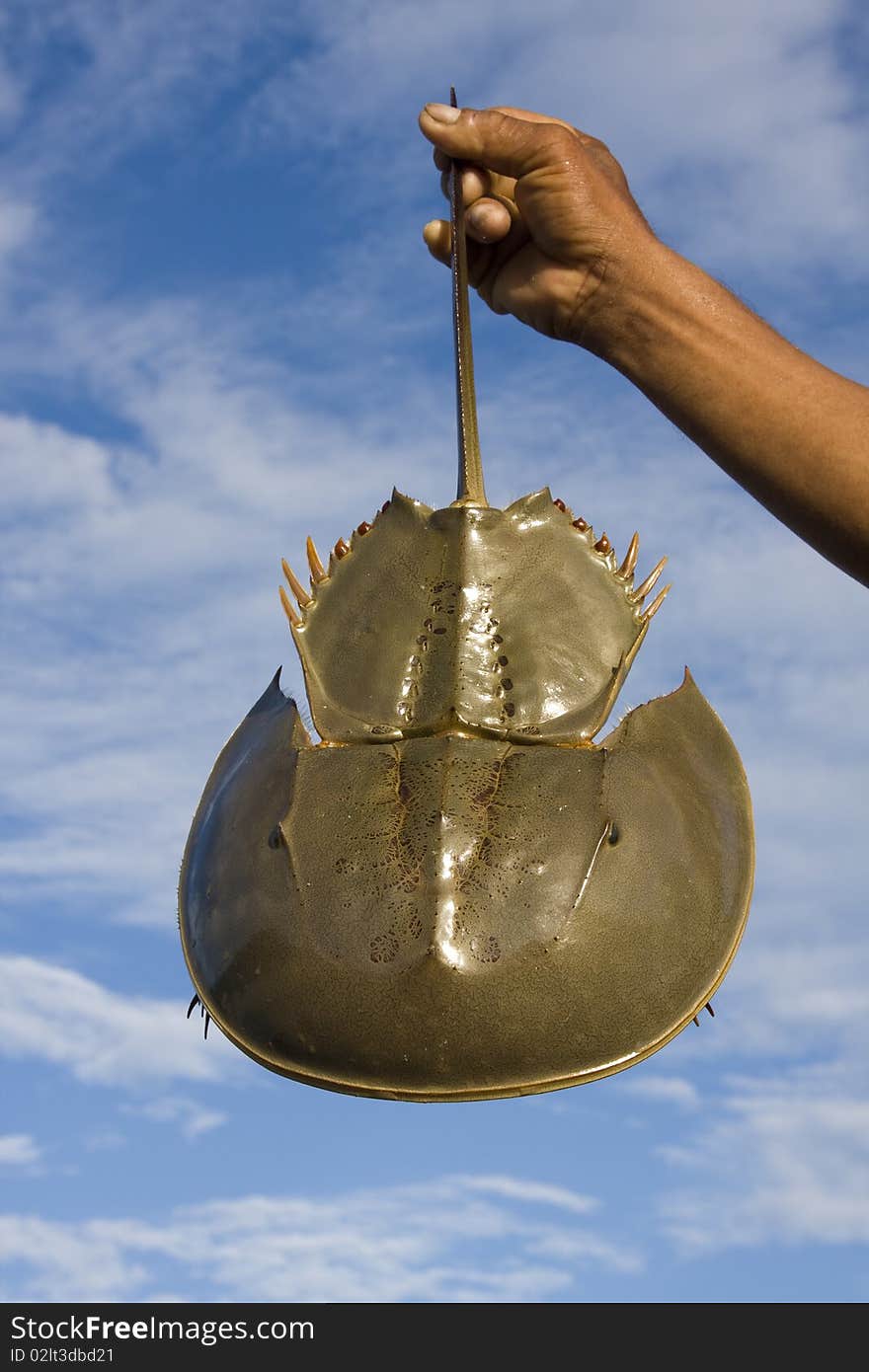 Thai fisherman holding horseshoe crabs against the sky. Thai fisherman holding horseshoe crabs against the sky