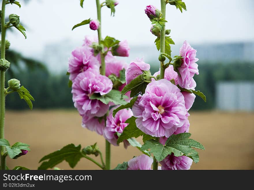 Hollyhock