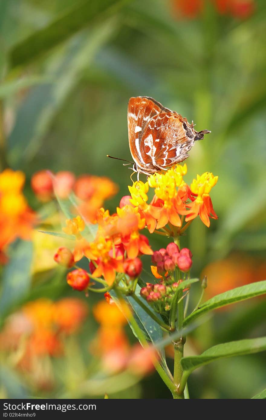 A butterfly staying on colorful flowers. A butterfly staying on colorful flowers