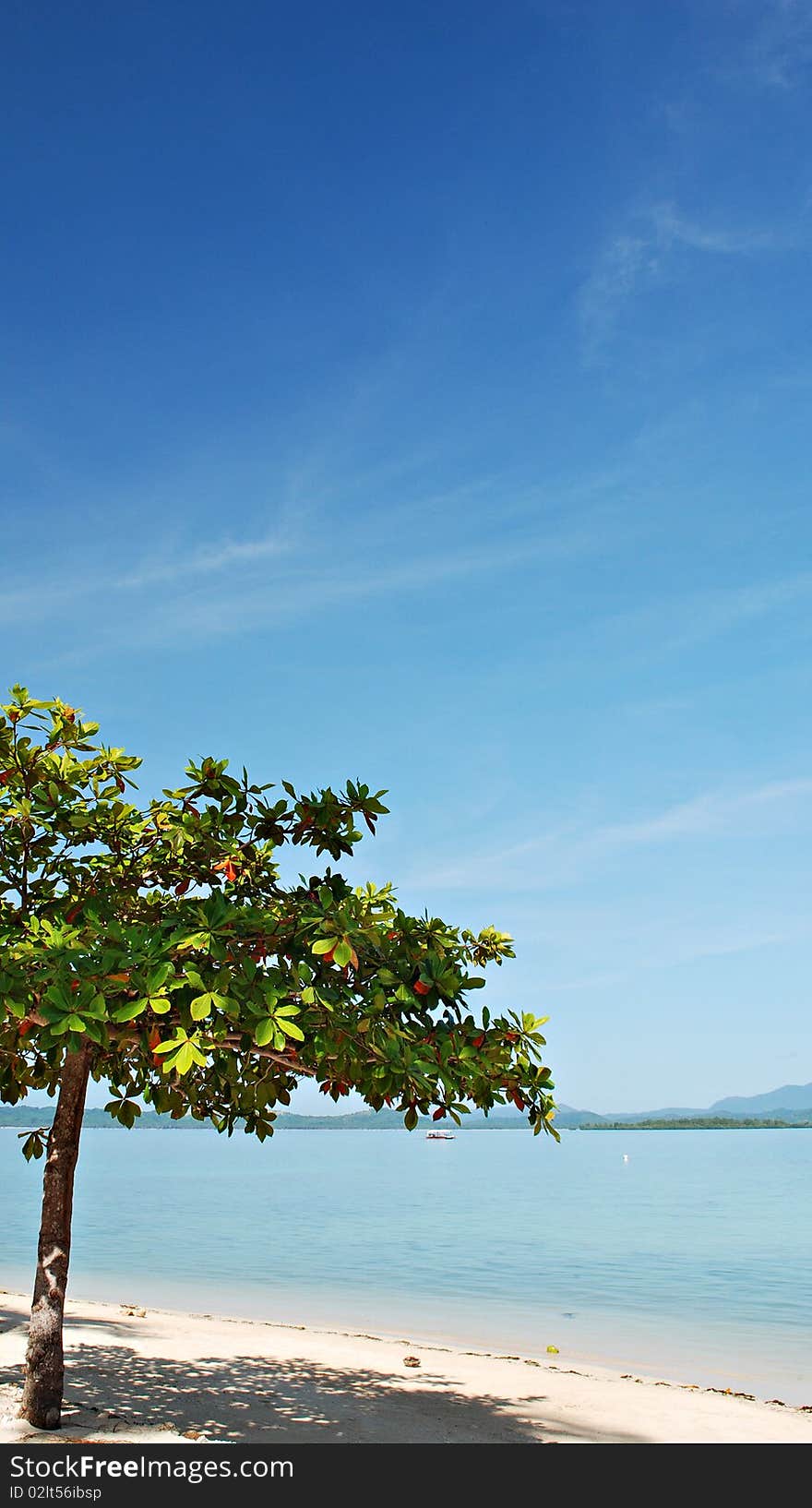 Lone Tree on a Beach