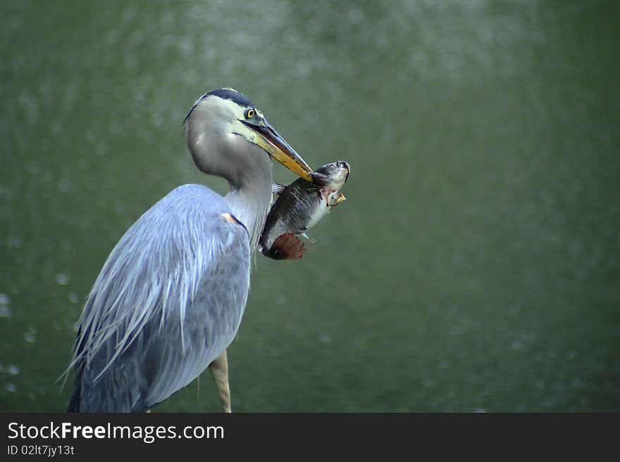 A blue heron with his lunch in beak. A blue heron with his lunch in beak