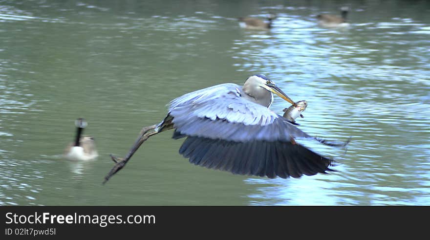 Blue Heron Taking Supper Home