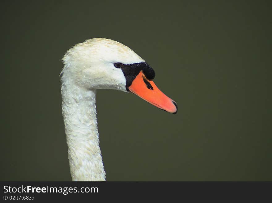 A wet head of a swan on the river. A wet head of a swan on the river