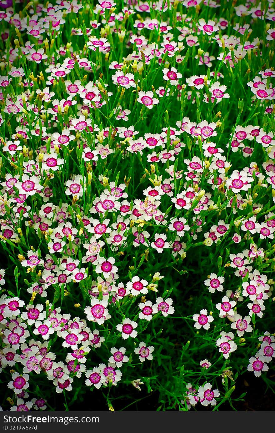 A large group of many small white and purple flowers (phlox) spread out through tall grass. A large group of many small white and purple flowers (phlox) spread out through tall grass.