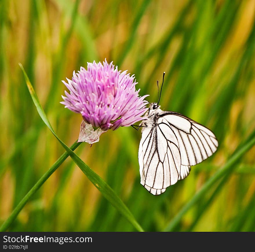 Butterfly on a flower