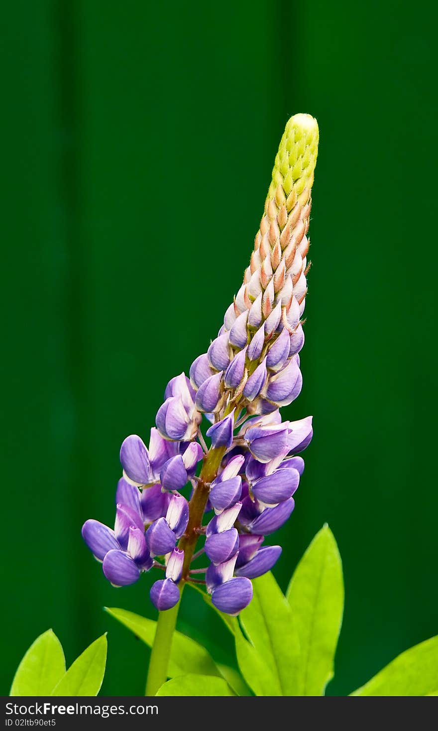 Single lupinus flower on green background