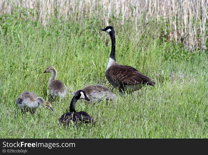 A family of Canadian geese. A family of Canadian geese
