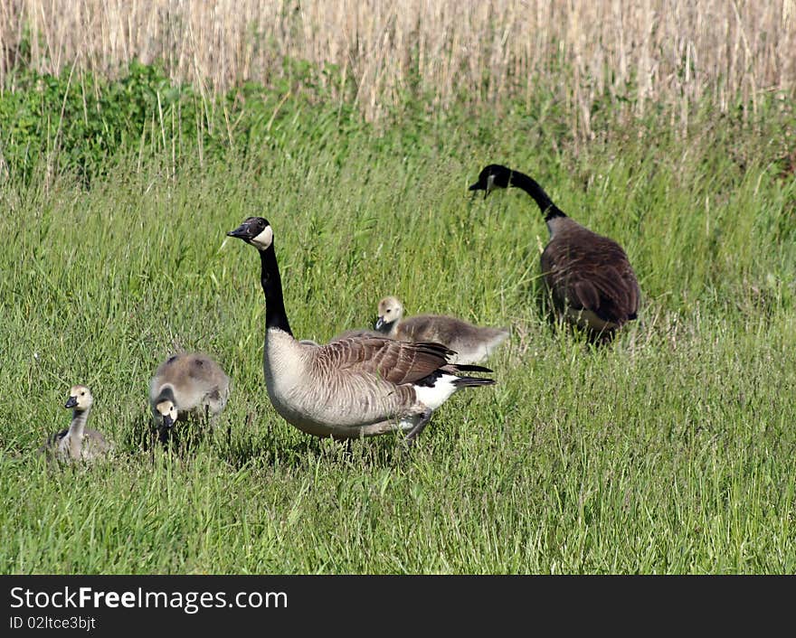 A family of Canadian Geese on the Mississippi River near Alton, Illinois. A family of Canadian Geese on the Mississippi River near Alton, Illinois