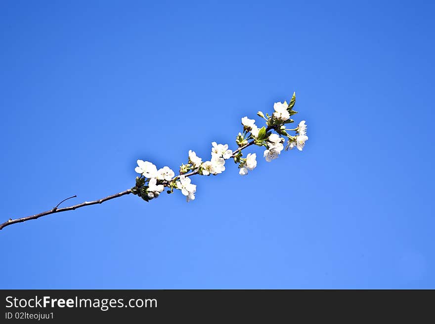 Close-up branch of bloom in spring