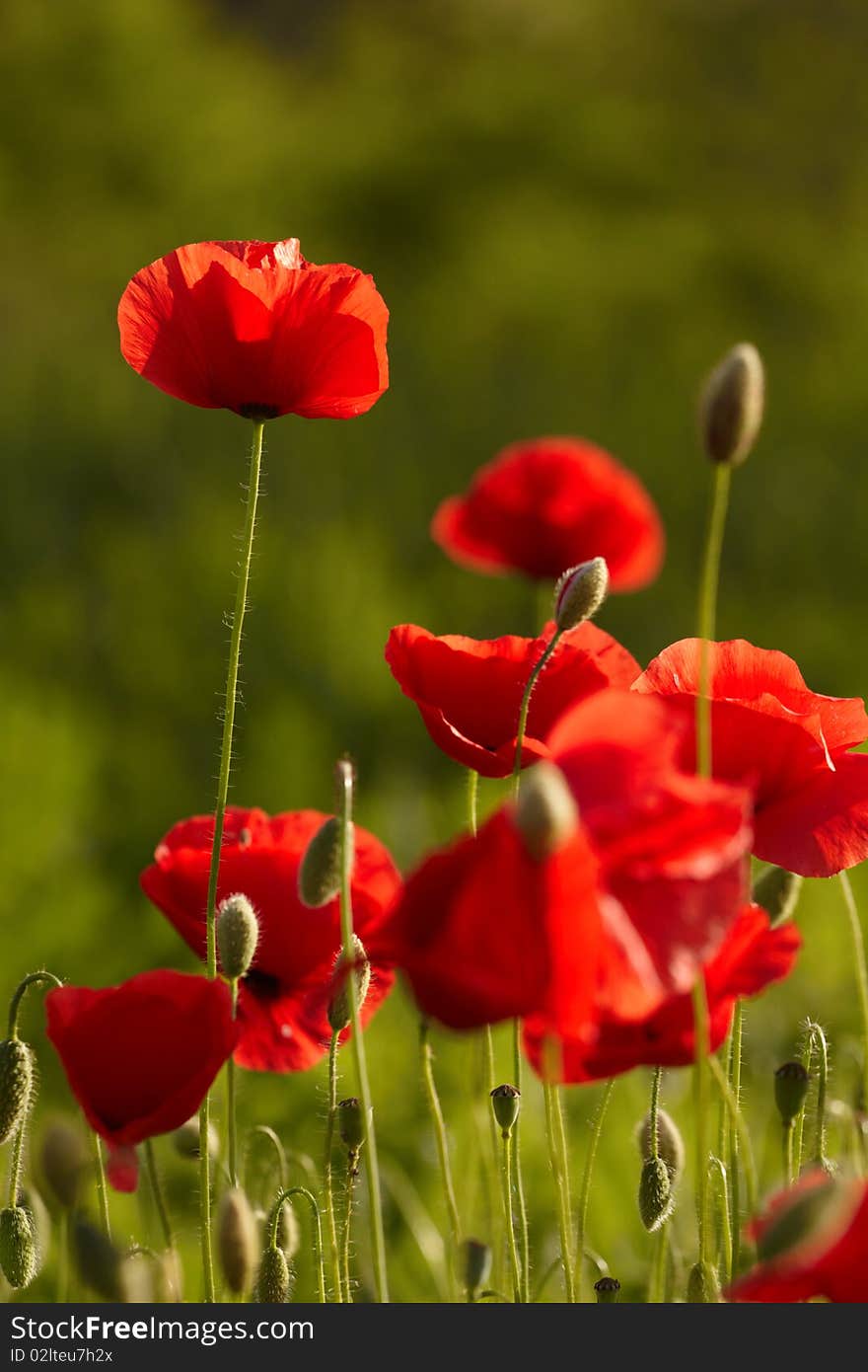 Flowers on field. spring season