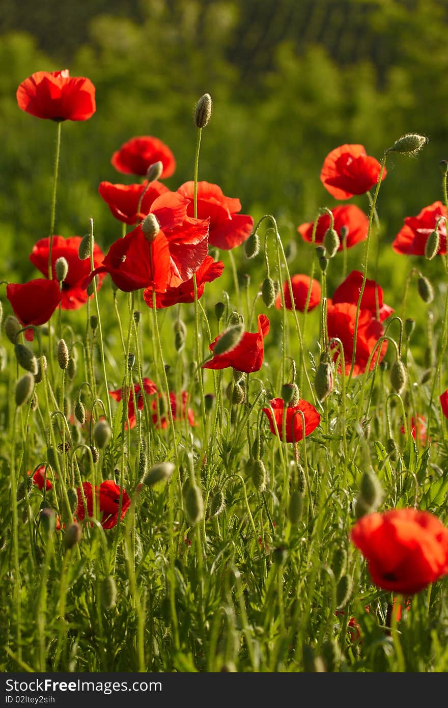 Photo of flowers on field