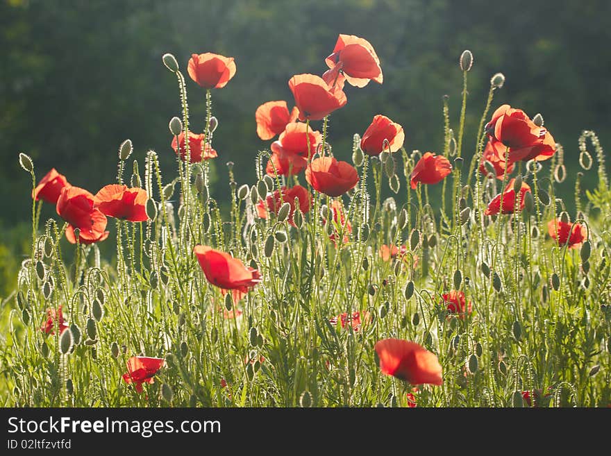 Photo of flowers on field