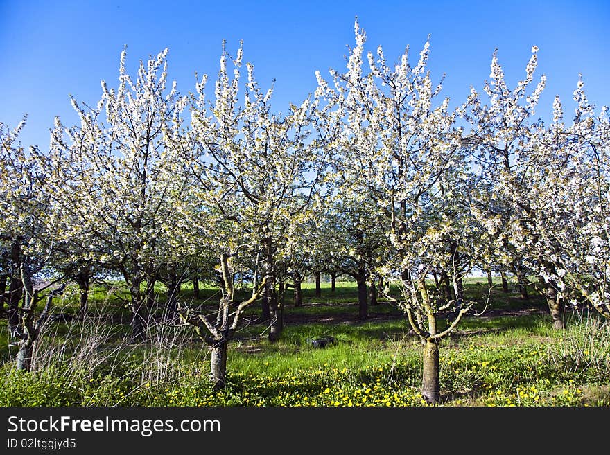 Close-up branch of bloom in spring