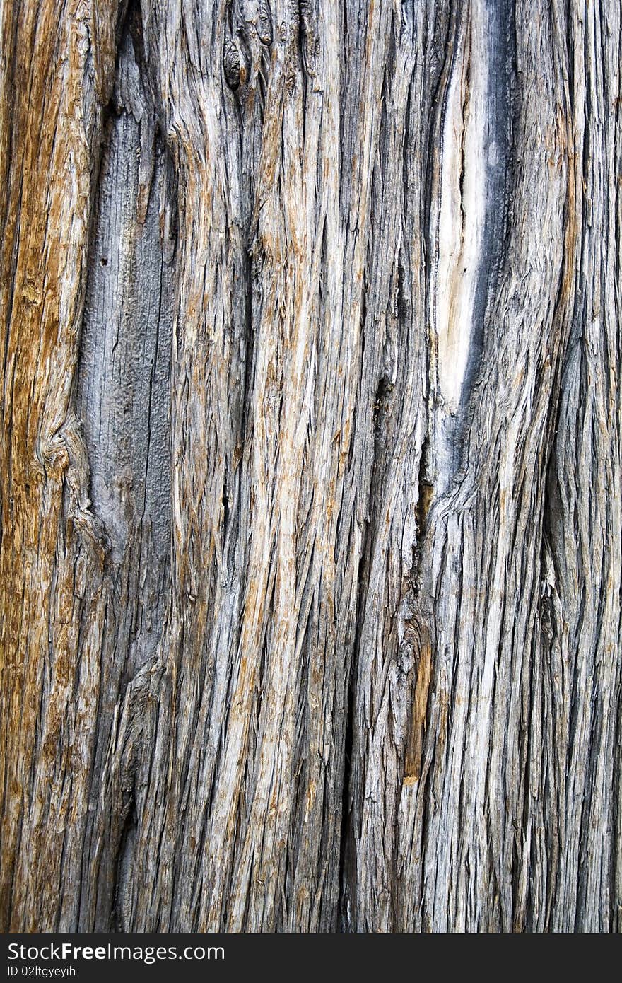 Trees bark pattern in evening light, vertical. Trees bark pattern in evening light, vertical.