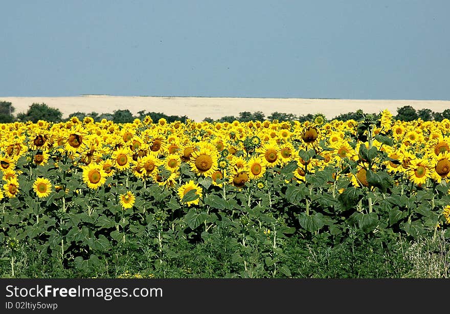 Field of sunflowers bordering on the horizon with blue sky