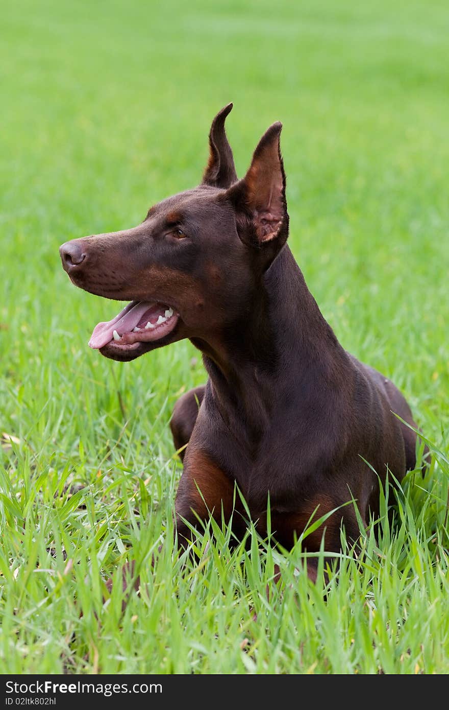 Young brown doberman laying on the green grass. Young brown doberman laying on the green grass