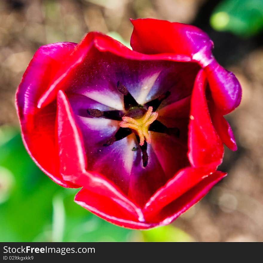 Macro Shot Of The Red Tulip