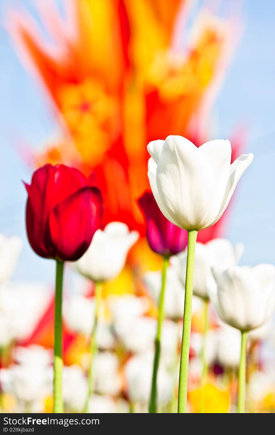 Macro shot of the red tulip