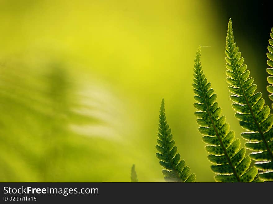 Green fern